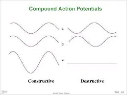 compound-action-potential