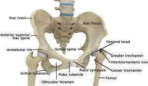 hip-anatomy