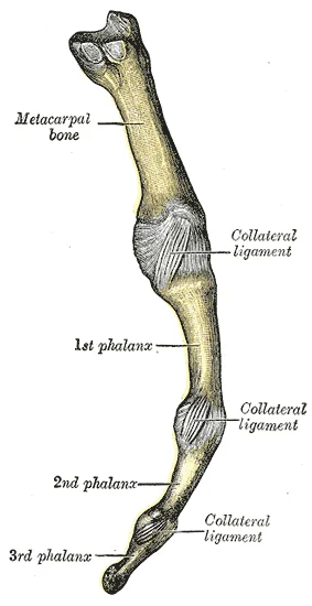 ligament of Metacarpophalangeal (MCP) Joints