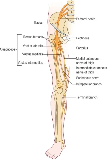 Femoral Nerve