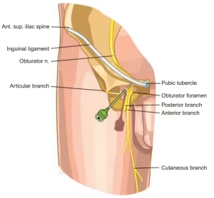 Read more about the article Obturator Nerve
