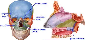 paletine-bone-image