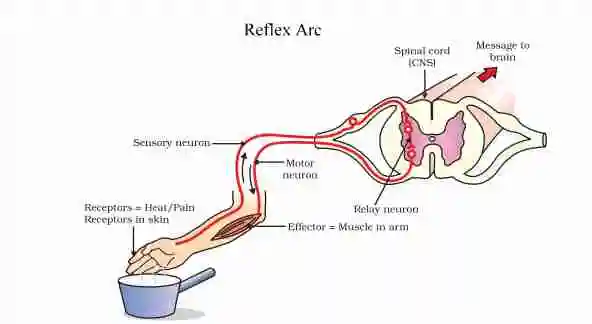 reflex arc