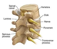 spine anatomy