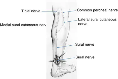 Sural Nerve