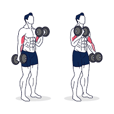 Alternating Dumbbell Curl