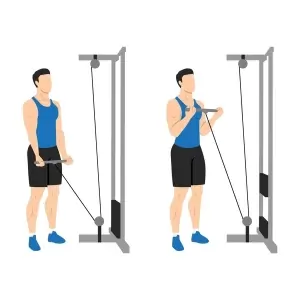 Biceps Curl With Cable