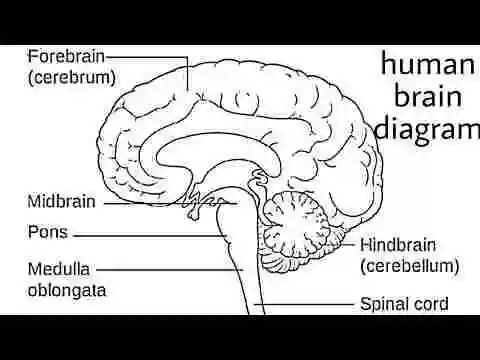 Brain