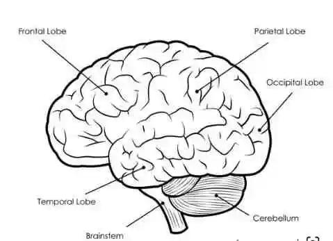 Brain Lobes