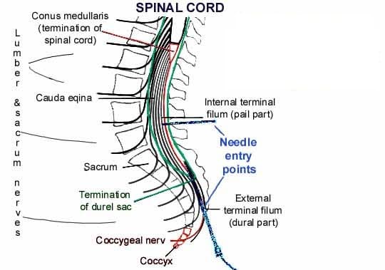 Coccygeal Nerve