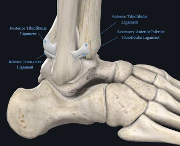 Distal Tibiofibular Joint