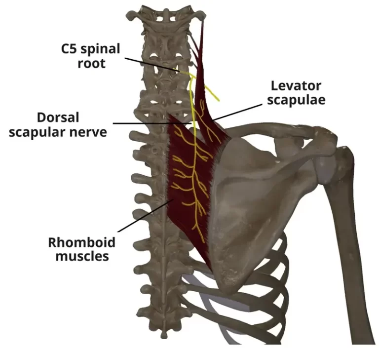 Dorsal Scapular Nerve