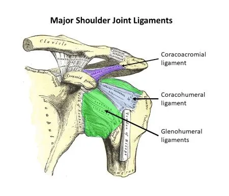 Glanohumeral Ligament