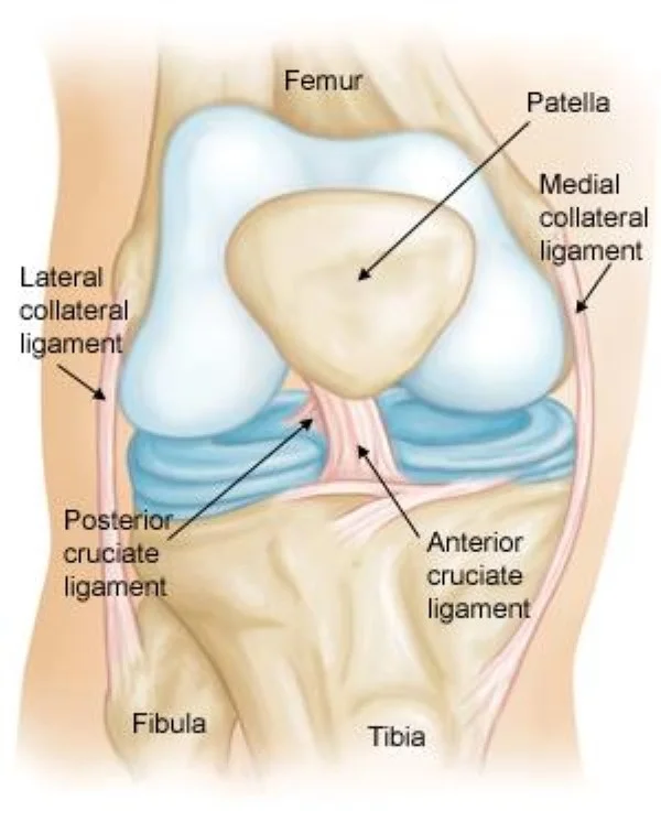 Lateral Collateral Ligament