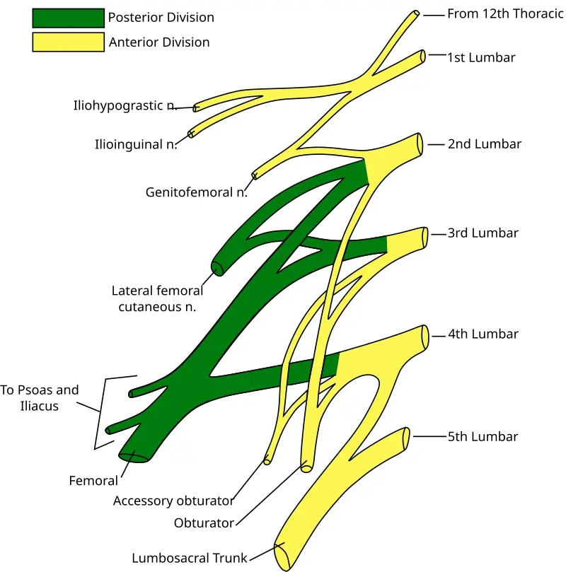 Lumbar Plexus