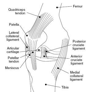 Read more about the article Medial Collateral Ligament (MCL)