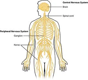Nervous System