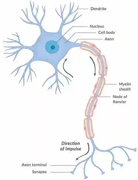 Neuron 