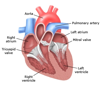 Normal Heart