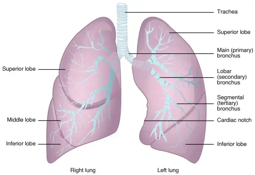 Normal Lung