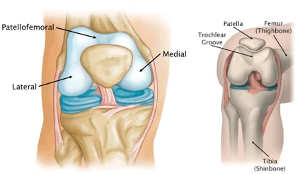 Patellofemoral Joint