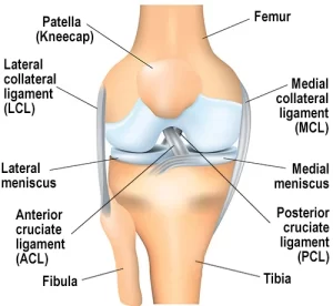 Read more about the article Posterior Cruciate Ligament (PCL)