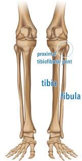 Proximal Tibiofibular Joint