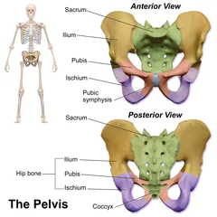 Pubic Symphysis 