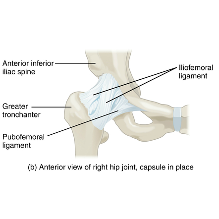 Pubofemoral Ligament