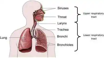 Respiratory Track