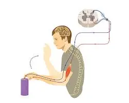 Somatic Nervous System