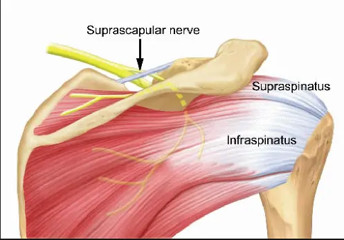 Suprascapular Nerve