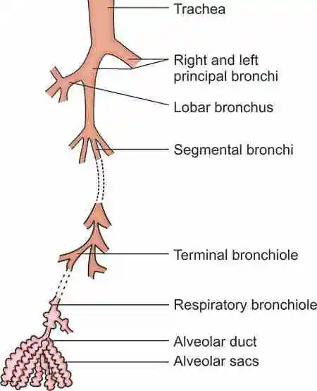 Tracheobrochial Tree