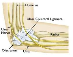 Ulnar Collateral Ligament