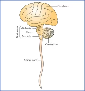 Read more about the article Central Nervous System (CNS)
