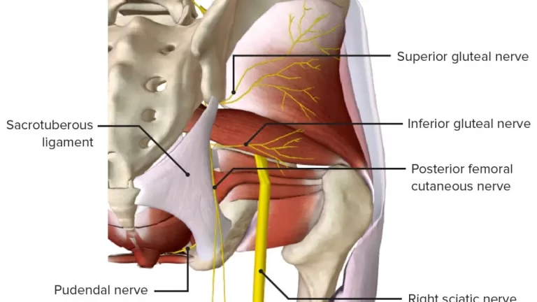 Inferior Gluteal Nerve