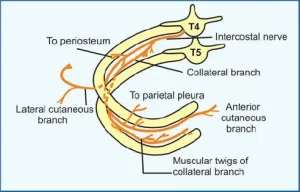 Read more about the article Intercostal Nerves