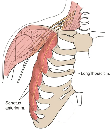 Long Thoracic Nerve