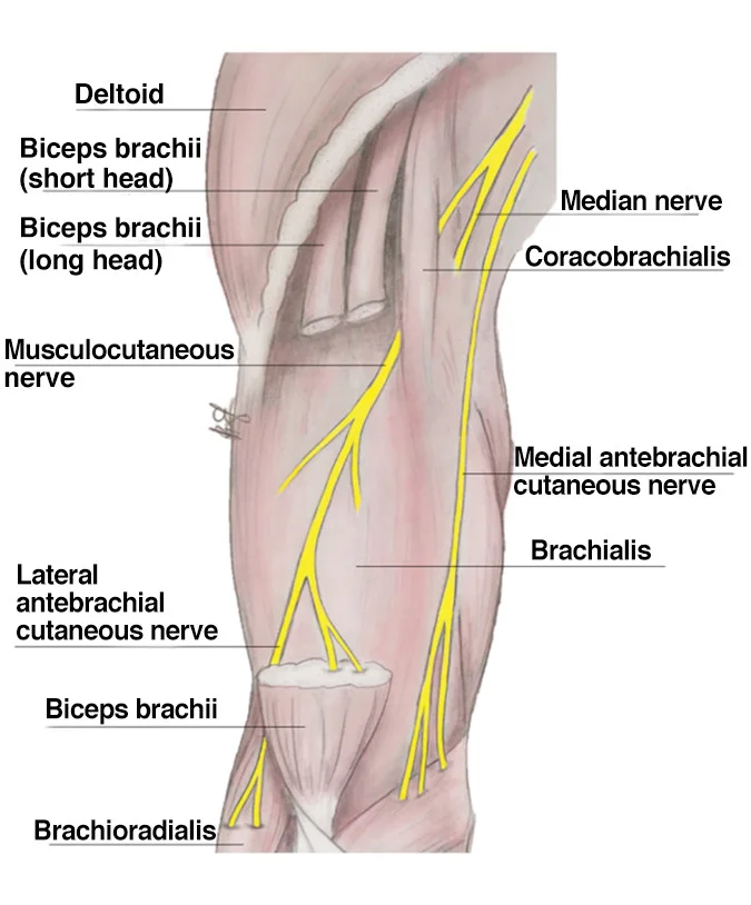 Medial Antebrachial Cutaneous Nerve