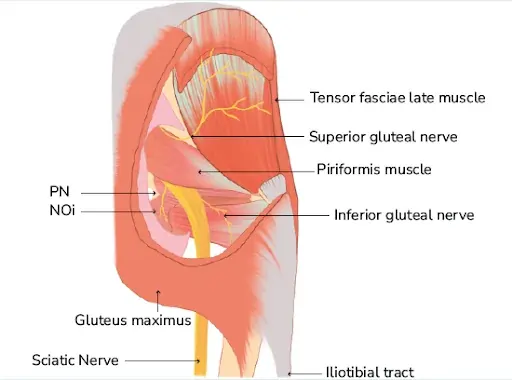 Superior Gluteal Nerve