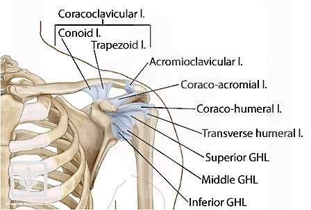 Coracohumeral Ligament