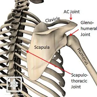 Scapular Biomechanics