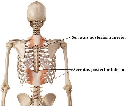 Serratus Posterior Inferior Muscle