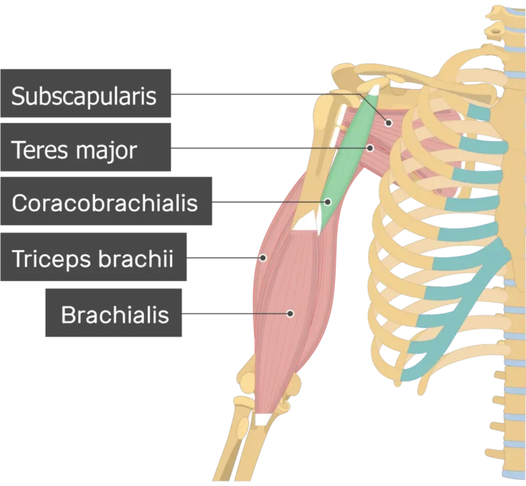 Coracobrachialis