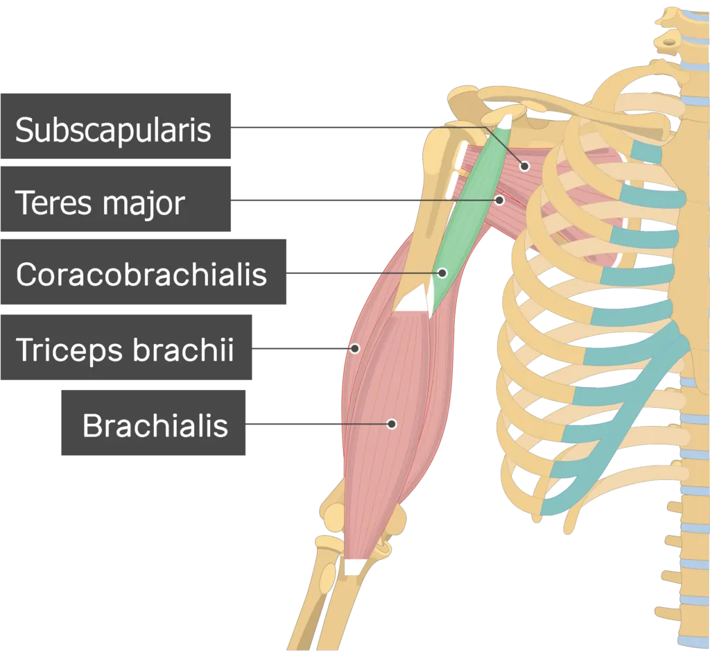 Coracobrachialis