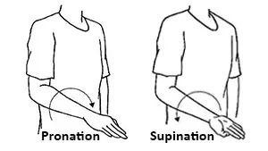 Forearm Supination and Pronation