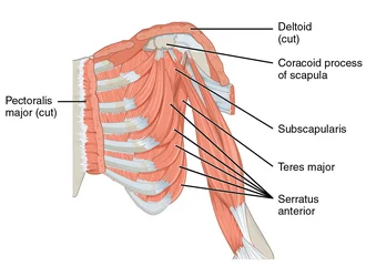 Subscapularis muscle