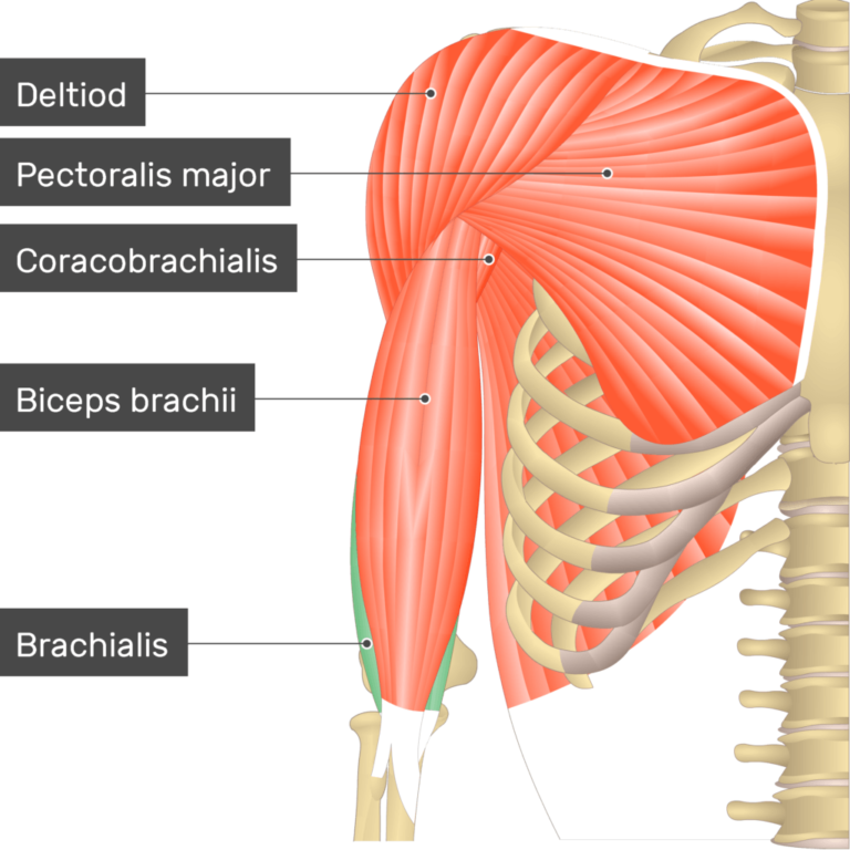 Brachialis muscle