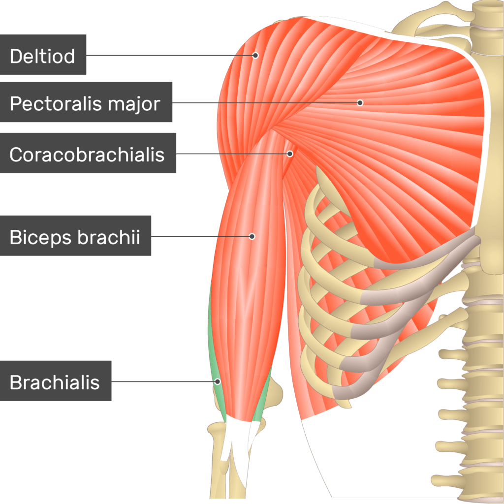 Brachialis muscle
