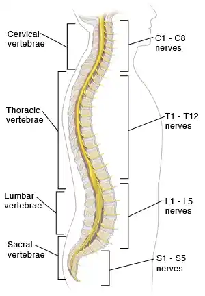 Levels-of-the-Spinal-Cord